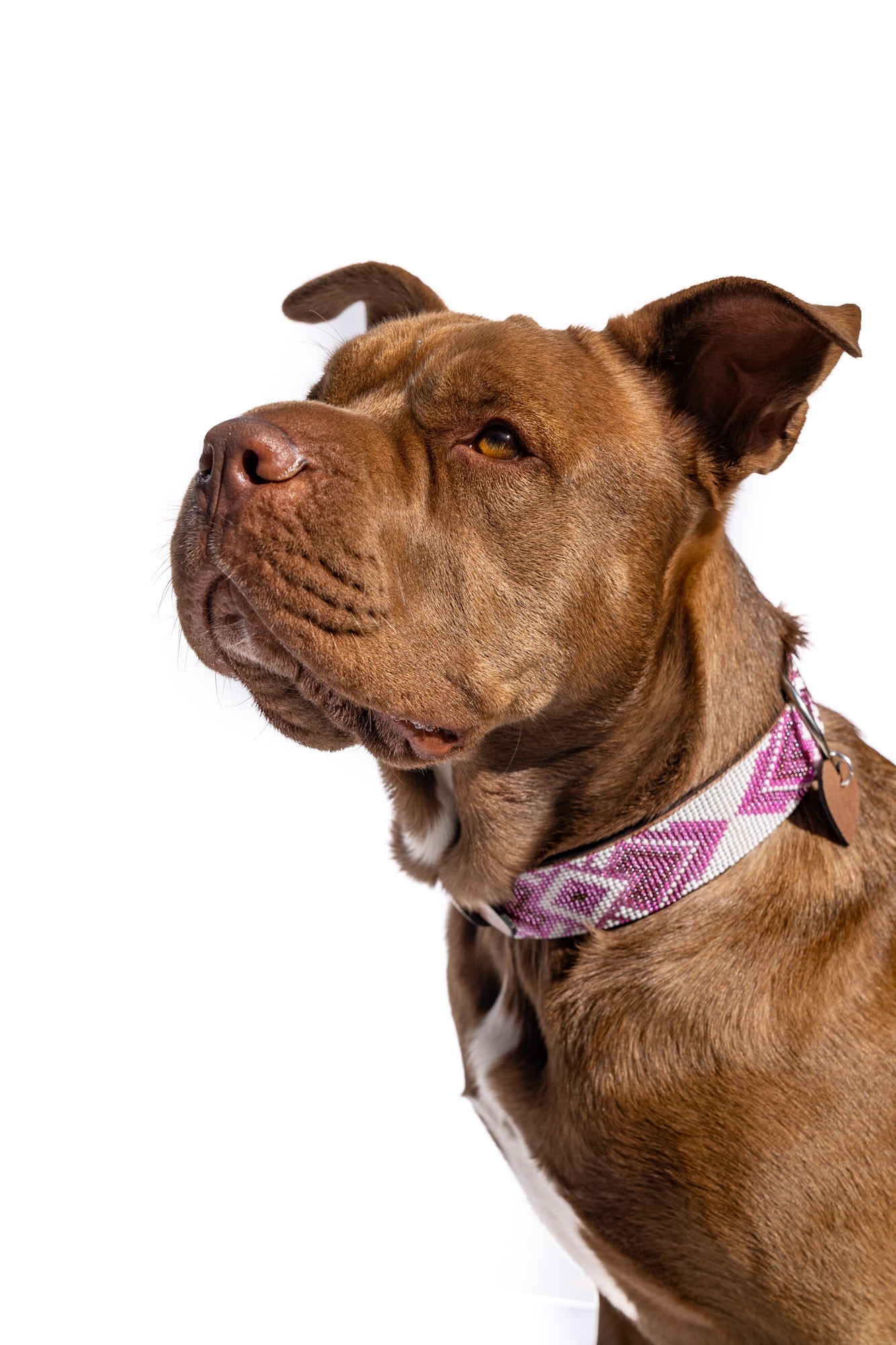 Paris Sambboho dog collar (with center D-ring) by Sambboho