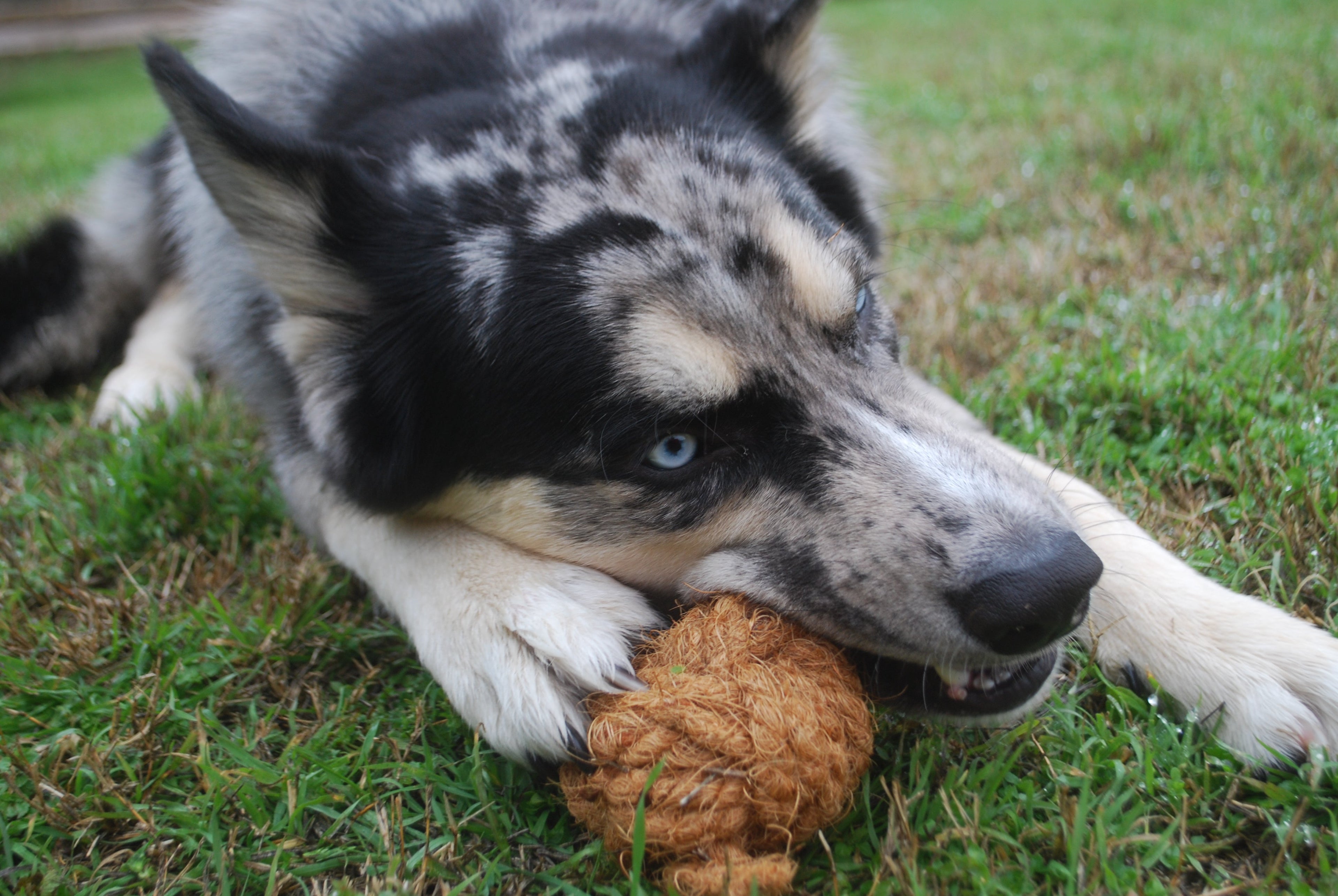 Coconut Husk Toys by Jack's Premium