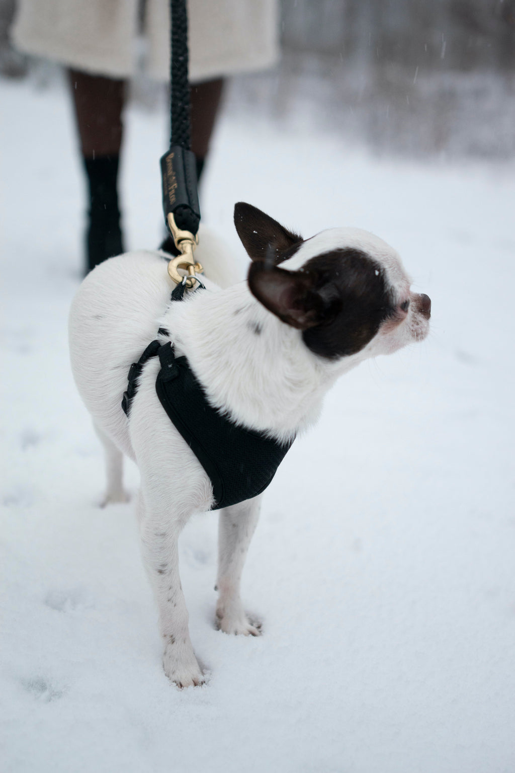 Bundle Shearling Fur Grip + Rope Leash for Dogs by Bonne et Filou