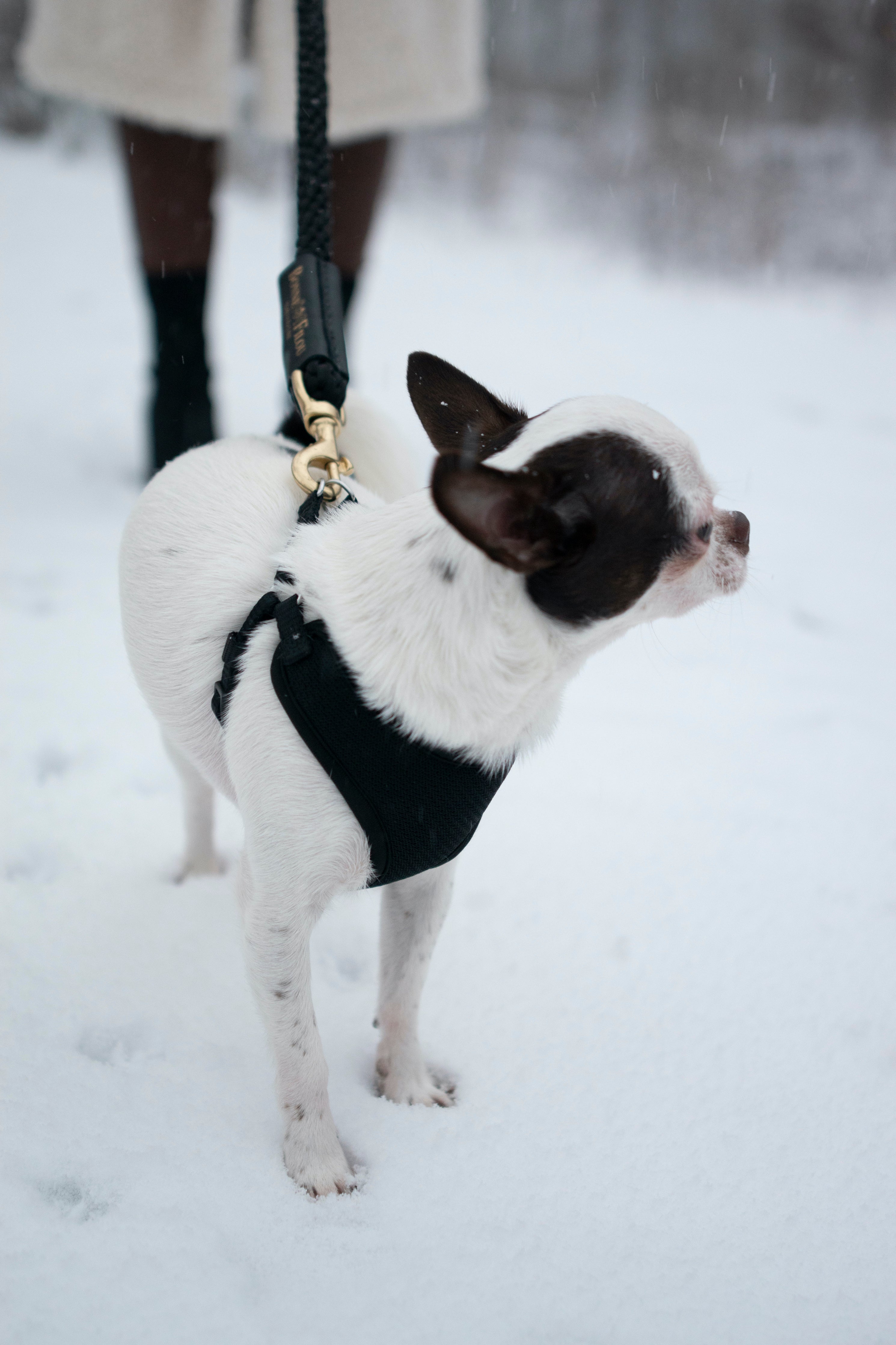 Bundle Shearling Fur Grip + Rope Leash for Dogs by Bonne et Filou