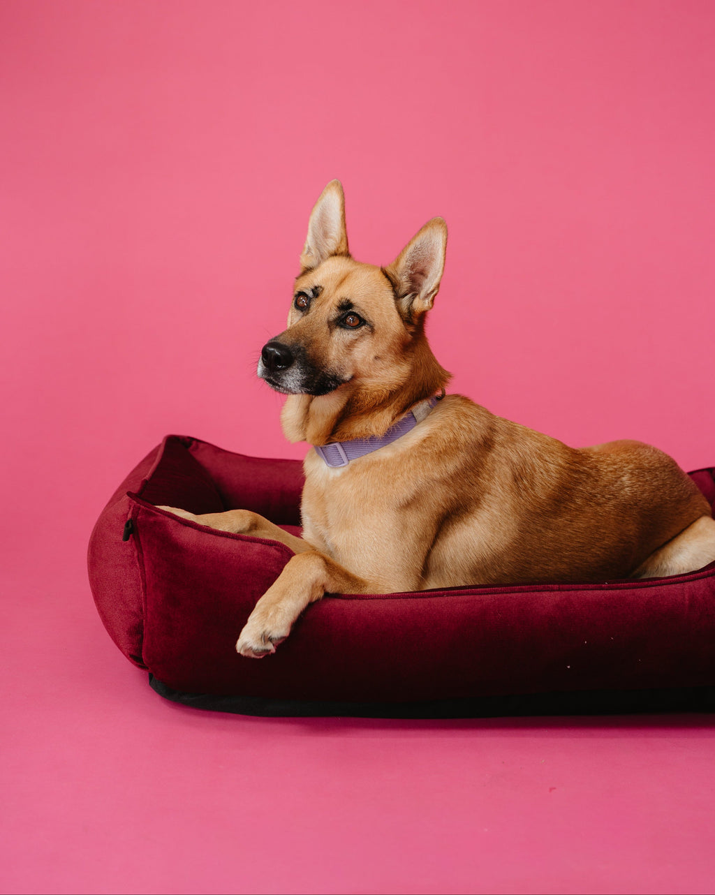 Chester & Lee | Vibrant Velvet Sleeper Dog Bed Wine by Chester & Lee
