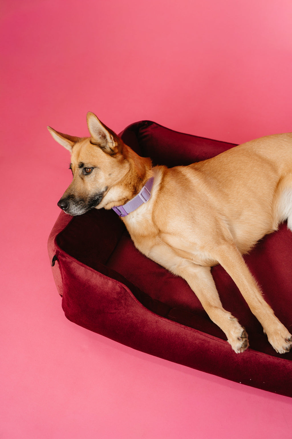 Chester & Lee | Vibrant Velvet Sleeper Dog Bed Wine by Chester & Lee