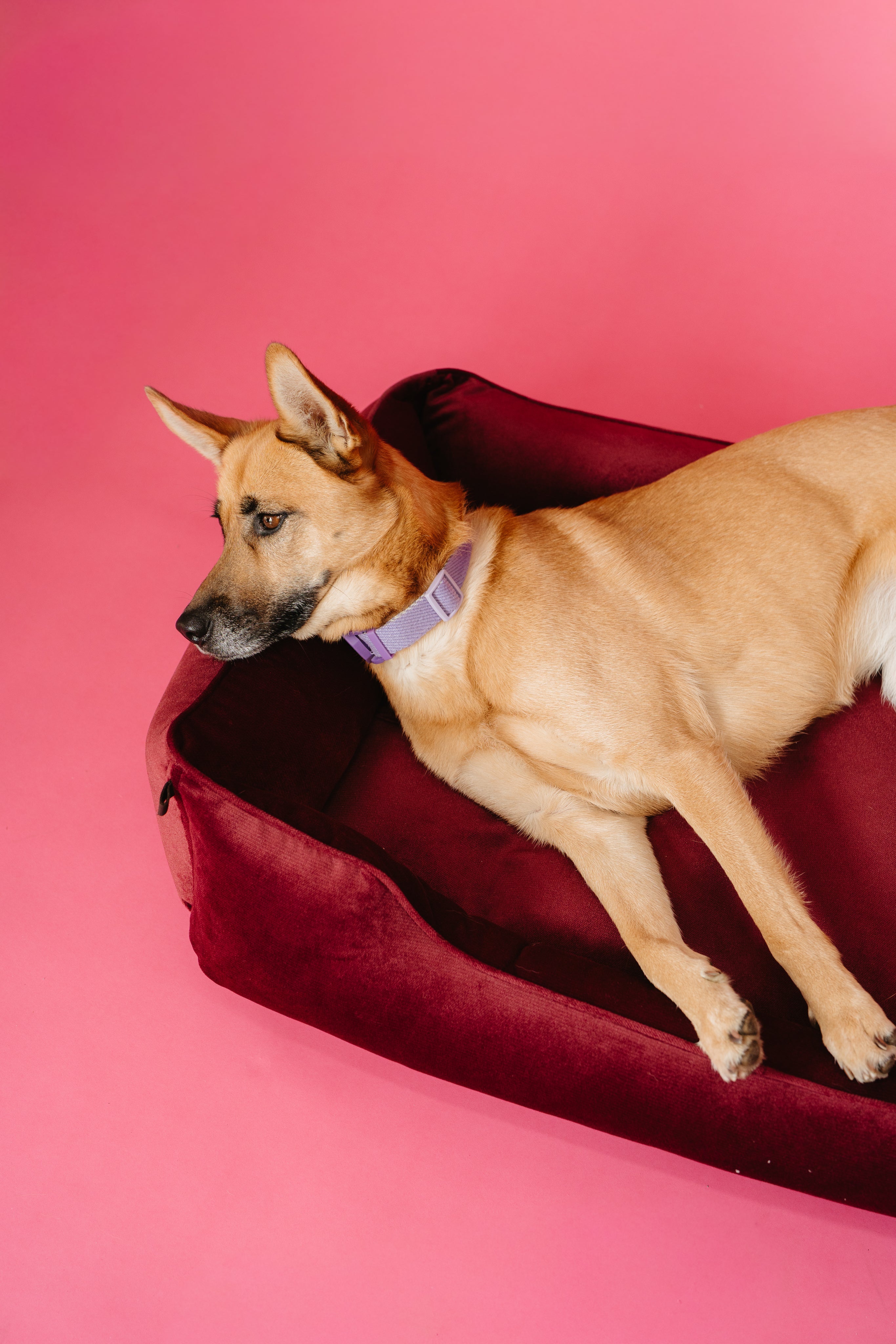 Chester & Lee | Vibrant Velvet Sleeper Dog Bed Wine by Chester & Lee