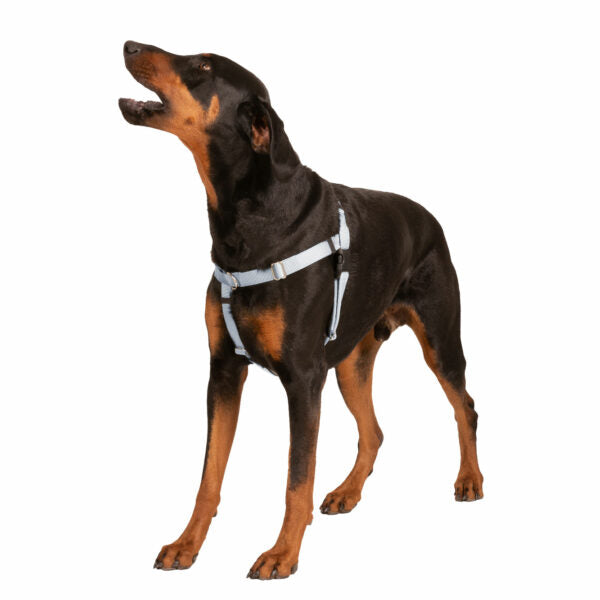 Silver Freedom No-Pull Dog Harness by 2 Hounds Design