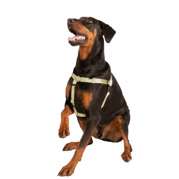 Tan Freedom No-Pull Dog Harness by 2 Hounds Design
