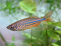 Giant Danio by Danaqua Live Fish & More