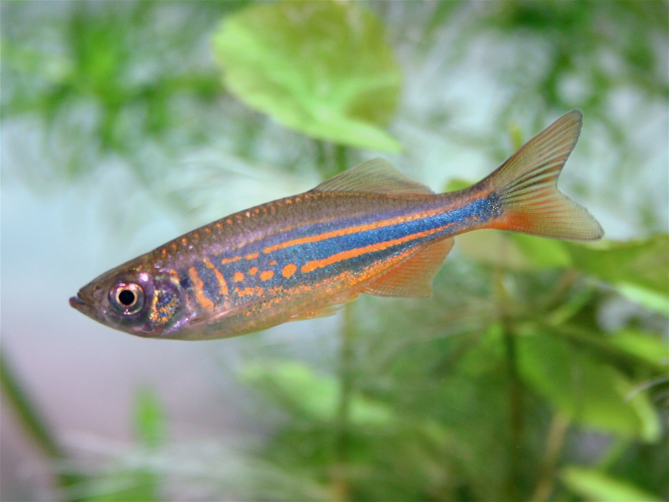 Giant Danio by Danaqua Live Fish & More