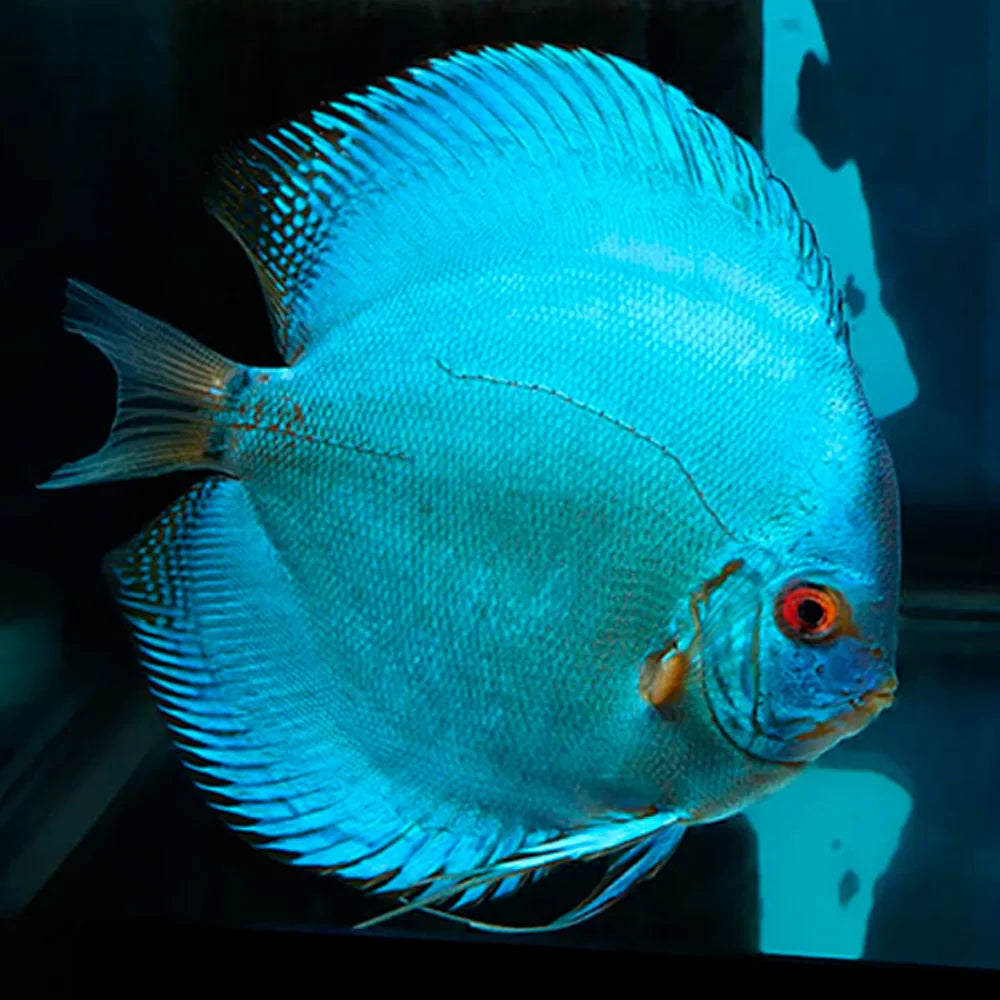 Blue Diamond Discus (Symphysodon discus) by Danaqua Live Fish & More