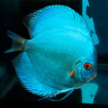Blue Diamond Discus (Symphysodon discus) by Danaqua Live Fish & More