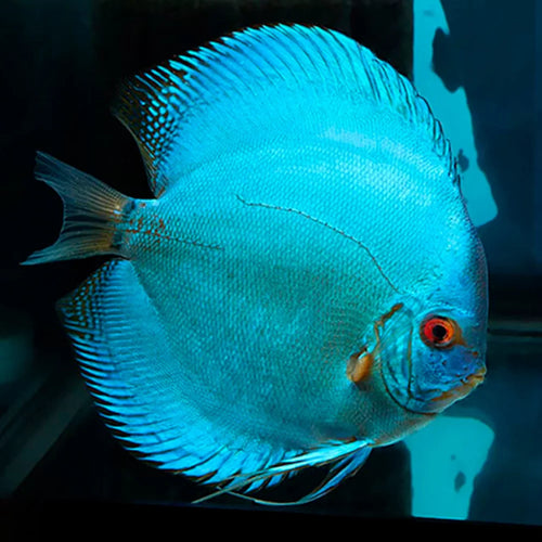Blue Diamond Discus (Symphysodon discus) by Danaqua Live Fish & More