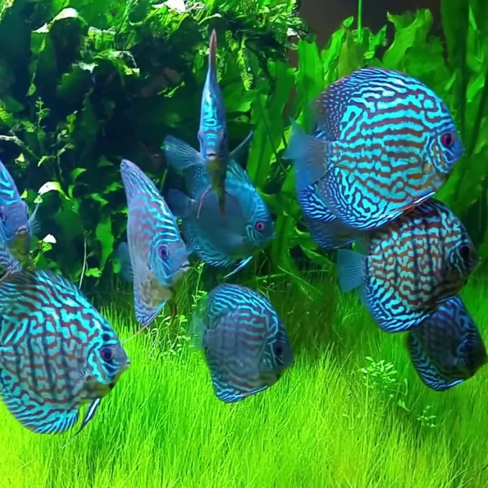 HI-FIN TURQUOISE DISCUS by Danaqua Live Fish & More
