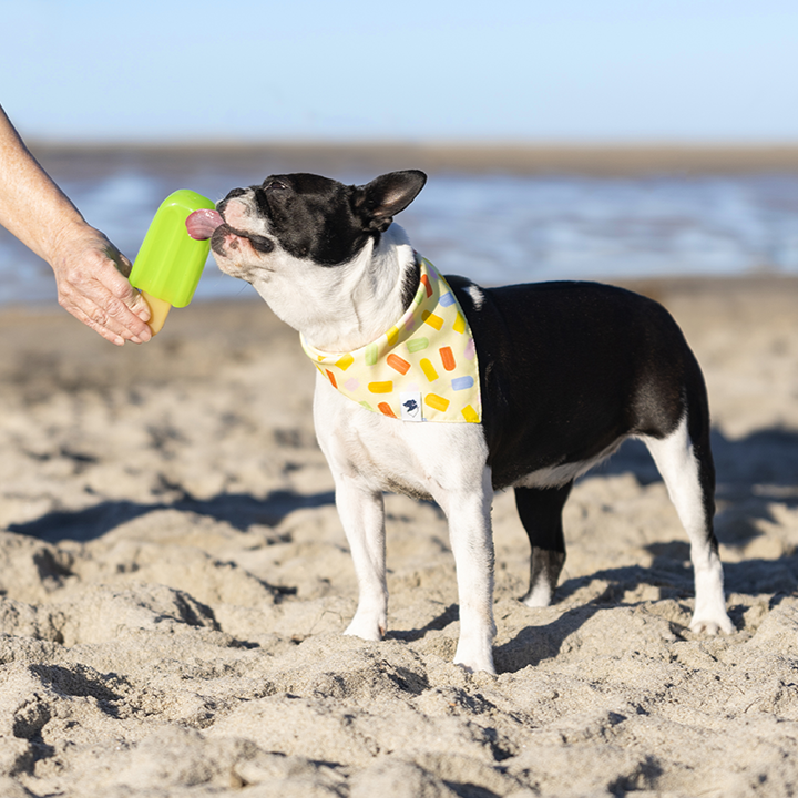 Popsicle Dog Reversible Bandana by Dog Bandana Co.