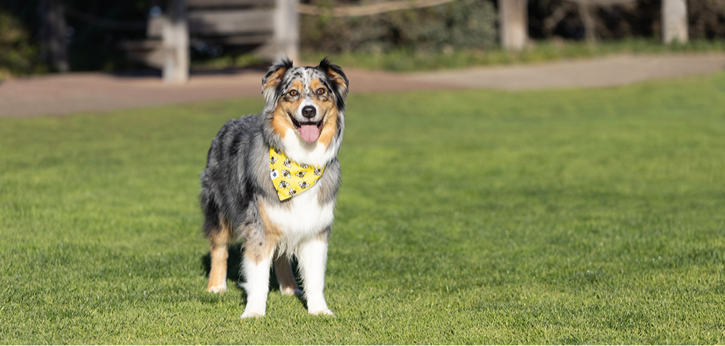 Bees & Daisy Reversible Dog Bandana & Matching Scrunchie Set by Dog Bandana Co.