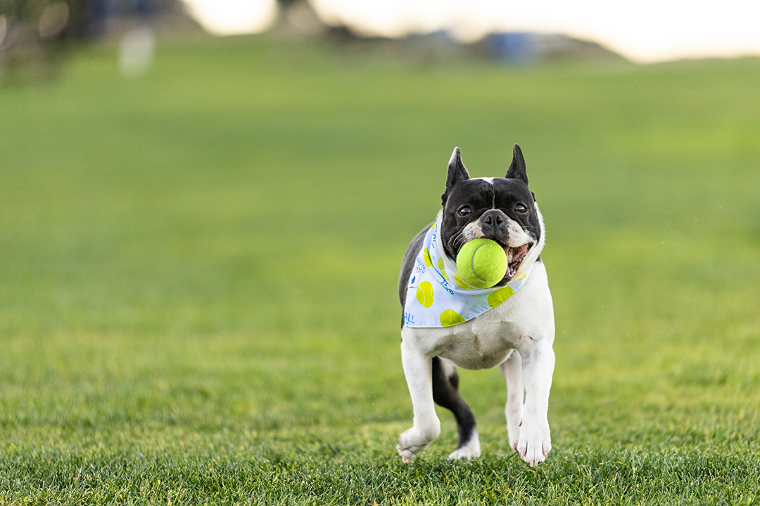 Ball Is Life Reversible Dog Bandana by Dog Bandana Co.