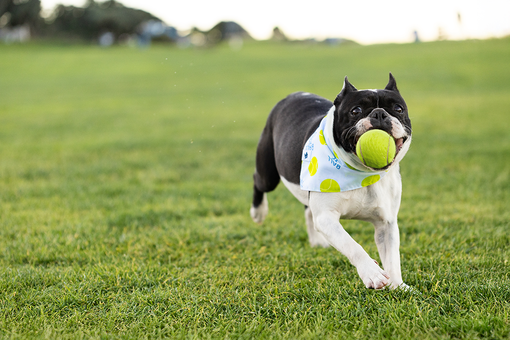 Ball Is Life Reversible Dog Bandana by Dog Bandana Co.