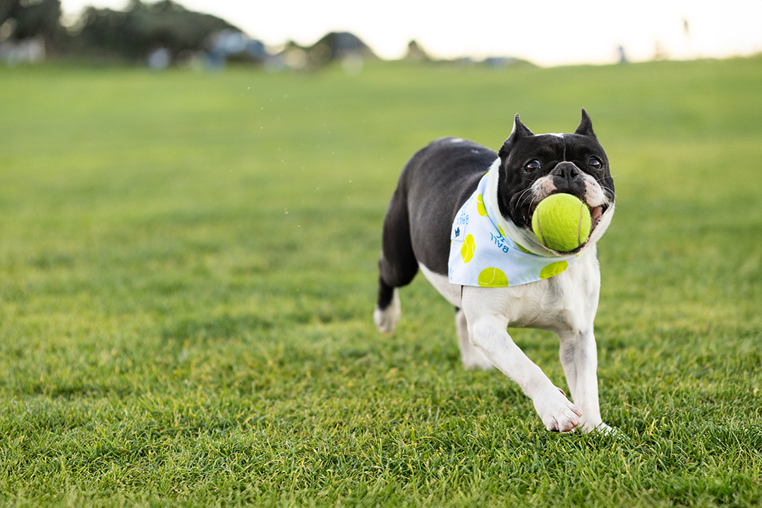 Ball Is Life Reversible Dog Bandana by Dog Bandana Co.