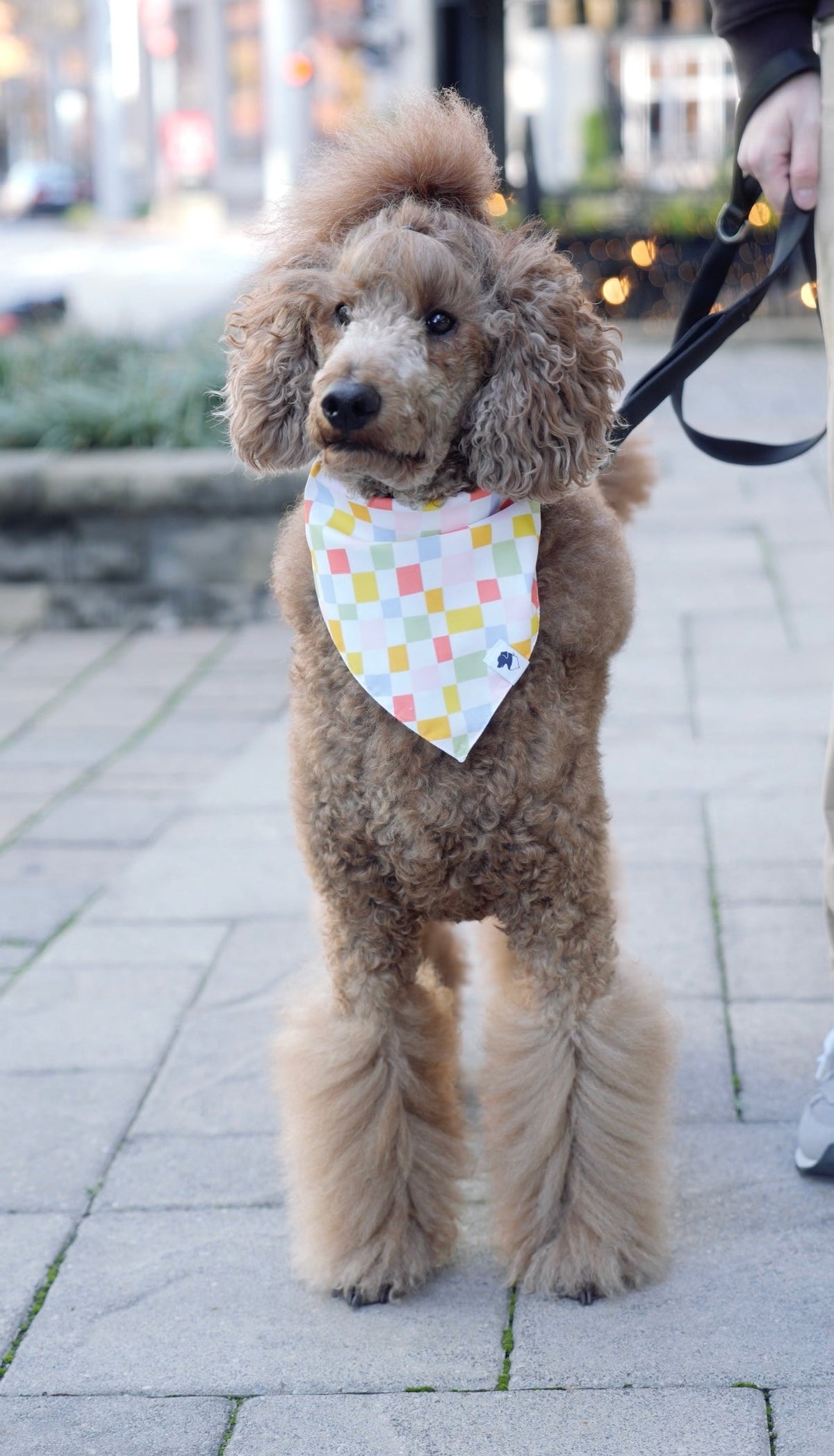 Popsicle Dog Reversible Bandana by Dog Bandana Co.