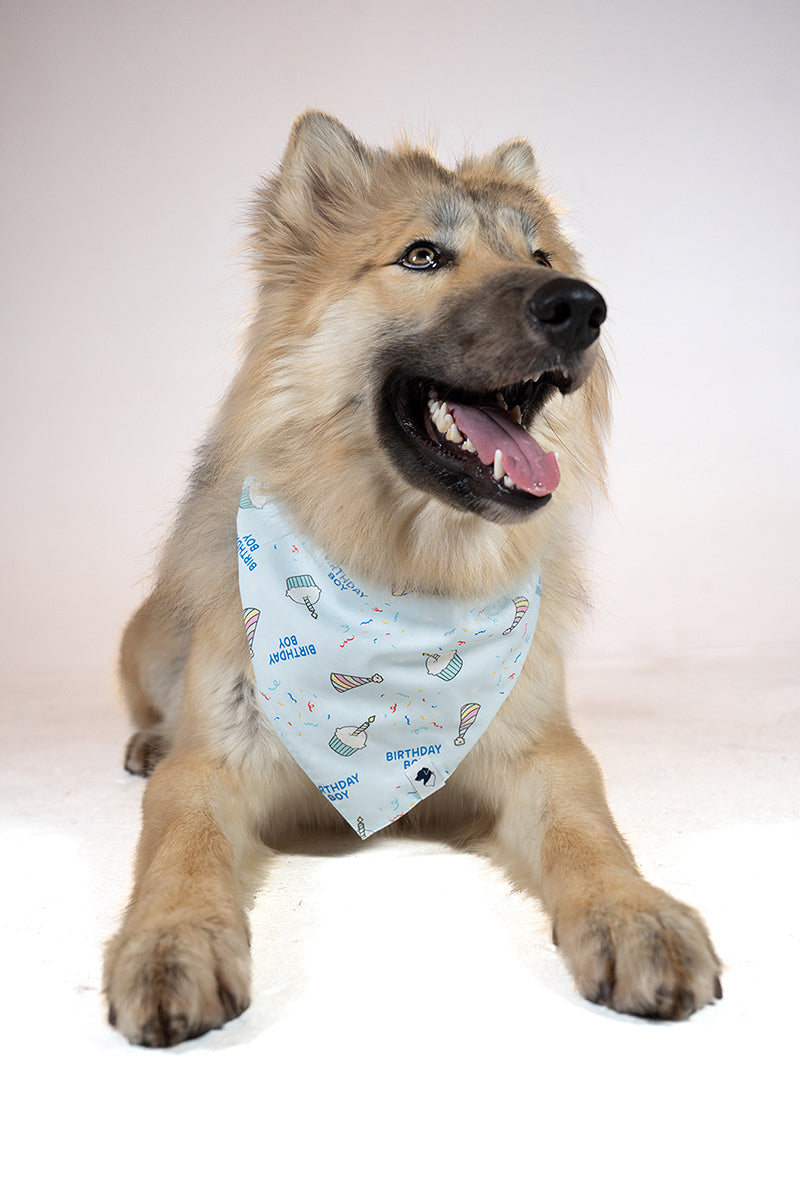 Birthday Boy & Gotcha Day Reversible Dog Bandana by Dog Bandana Co.