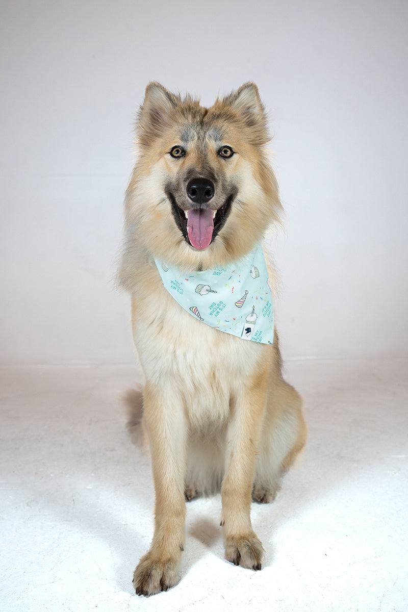 Birthday Boy & Gotcha Day Reversible Dog Bandana by Dog Bandana Co.