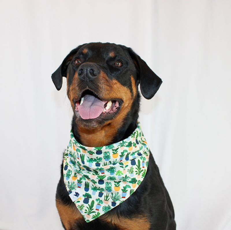 House Plant Reversible Dog Bandana by Dog Bandana Co.