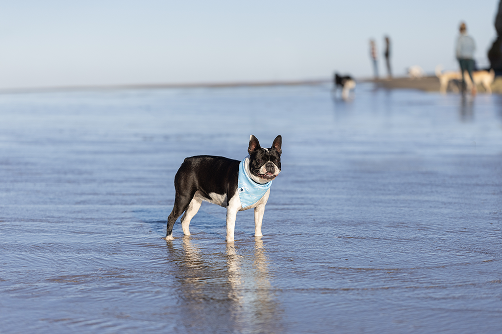 Shores Dog Reversible Bandana by Dog Bandana Co.