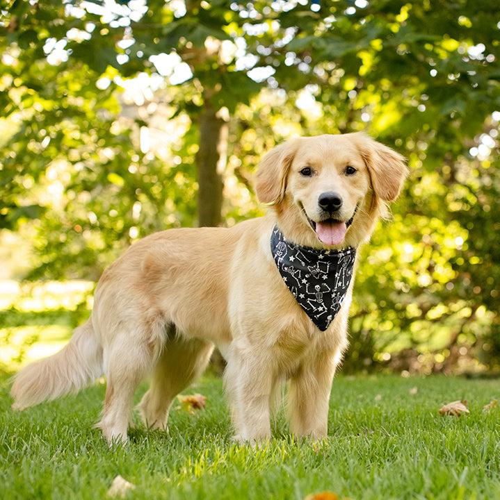 Skeleton Reversible Dog Bandana by Dog Bandana Co.