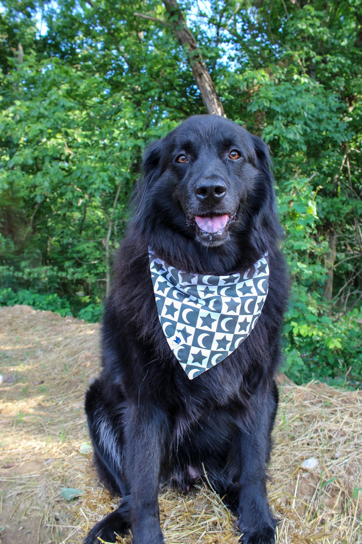 Skeleton Reversible Dog Bandana by Dog Bandana Co.