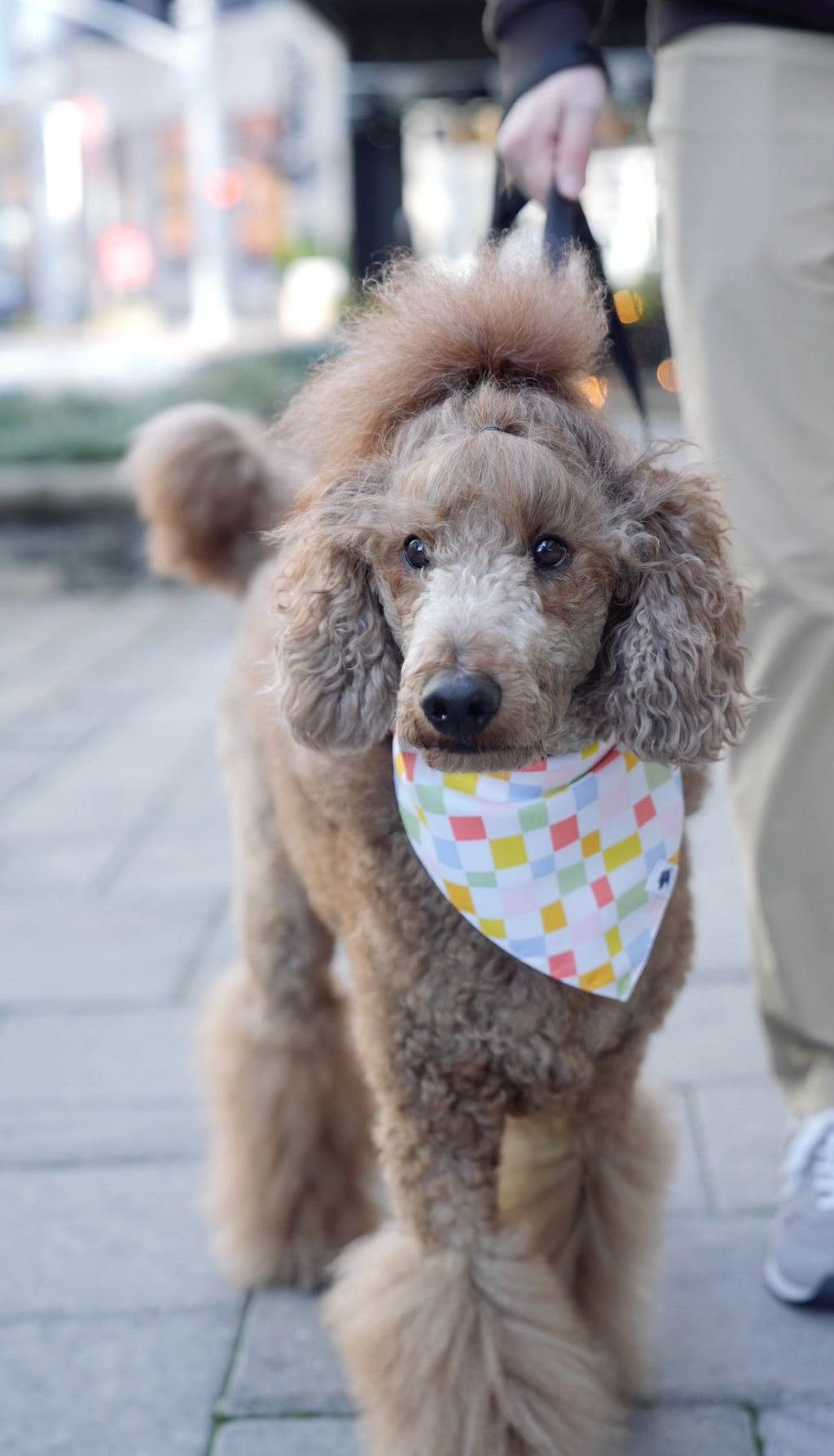 Popsicle Dog Reversible Bandana by Dog Bandana Co.