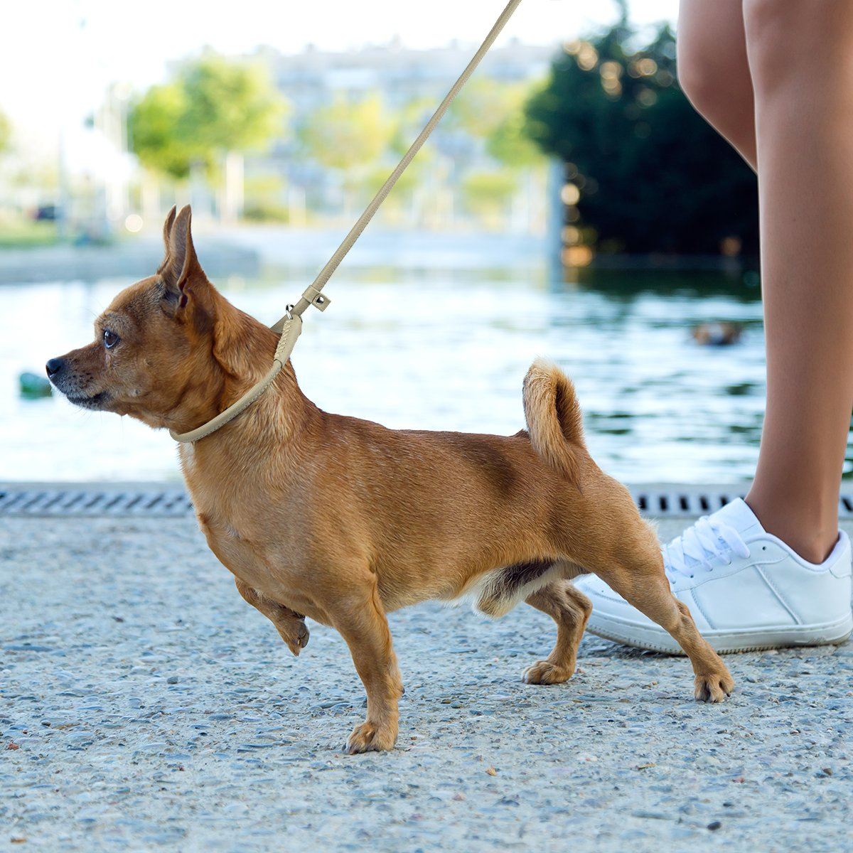 Soft Leather Round Slip Lead for Dogs by Dogline