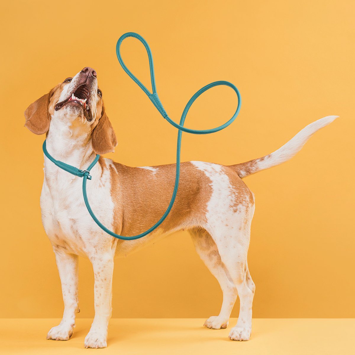 Soft Leather Round Slip Lead for Dogs by Dogline