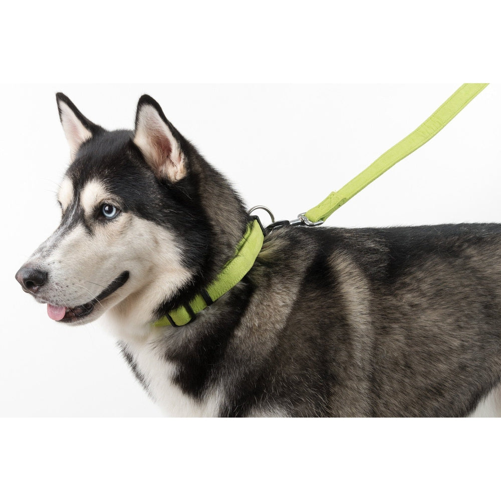 Comfort Microfiber Flat Dog Collar by Dogline