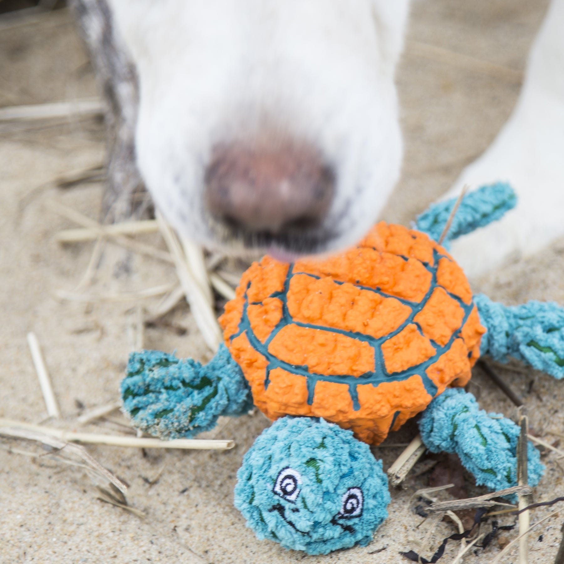 Huggle-Fusion® Dude Turtle Plush & Latex Dog Toy by HuggleHounds