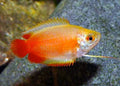 Red Honey Dwarf Gourami (Trichogaster chuna) by Danaqua Live Fish & More