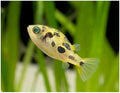 Dwarf Pea Puffer by Danaqua Live Fish & More