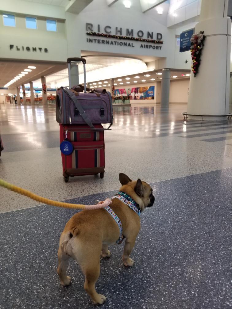Mr. Peanut's Gold Series Standard Size Airline Compliant Pet Carrier by Mr. Peanut's Pet Carriers