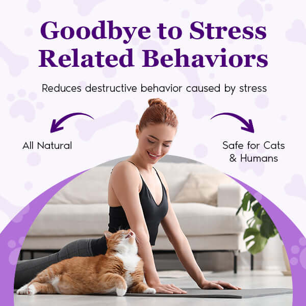 Purrfect Cat Calming Diffuser Kit with 2 Refills by Petnatics