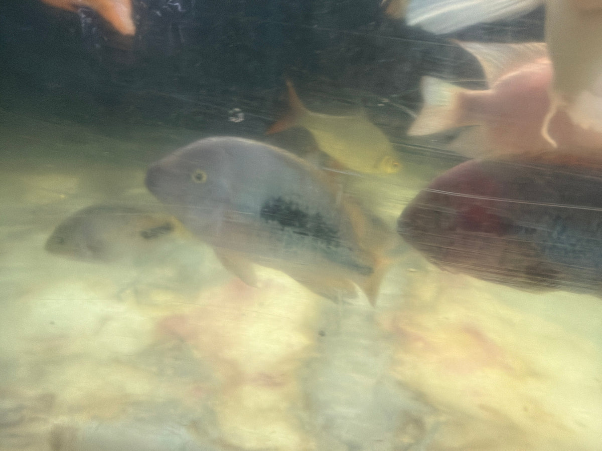 Fenestratus Cichlid (Vieja fenestrata) by Danaqua Live Fish & More