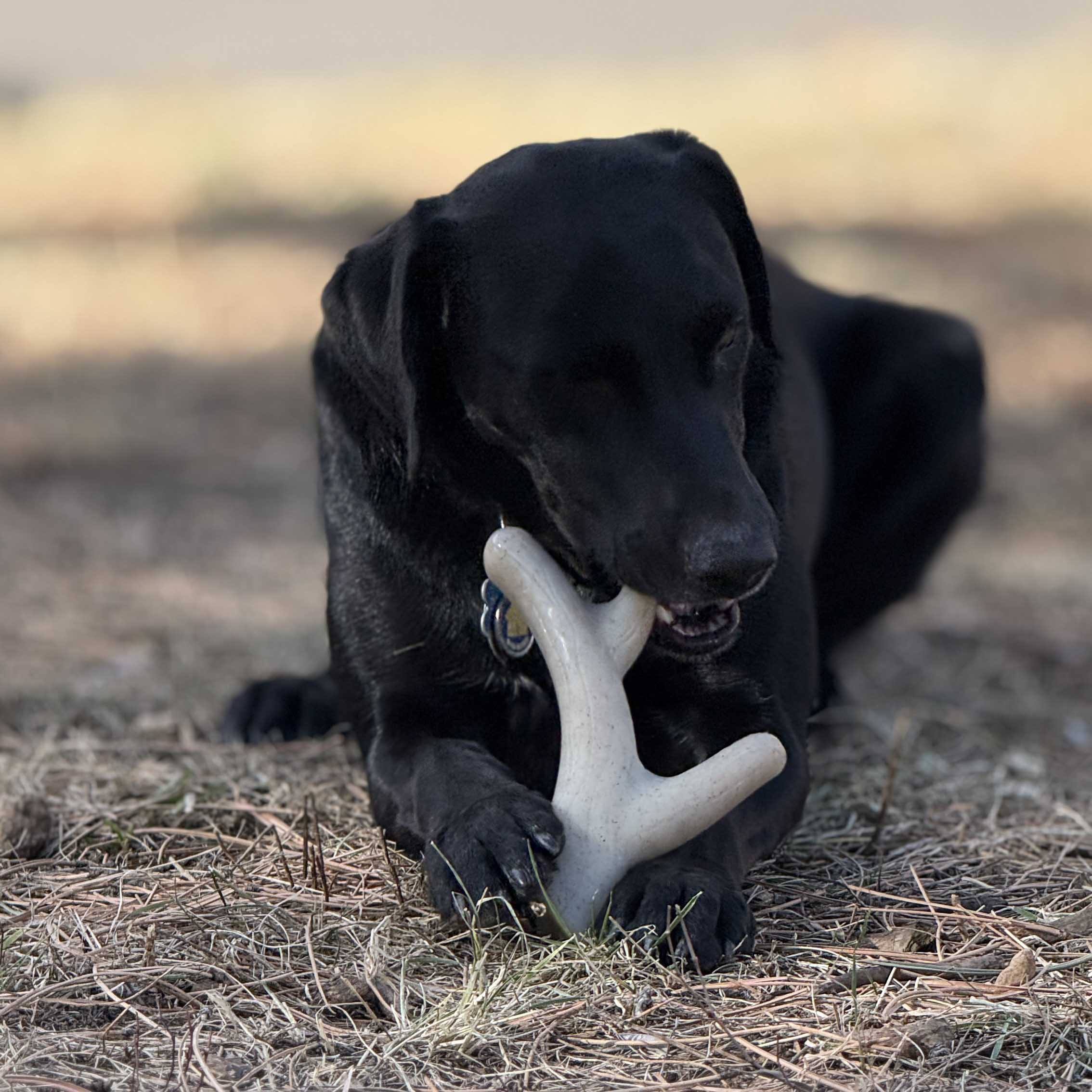Ever Antler Nylon Chew Bone | Elk Antler Shaped Dog Toy for Aggressive Chewers | SodaPup by SodaPup/True Dogs, LLC