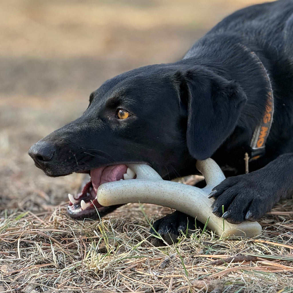 Ever Antler Nylon Chew Bone | Elk Antler Shaped Dog Toy for Aggressive Chewers | SodaPup by SodaPup/True Dogs, LLC