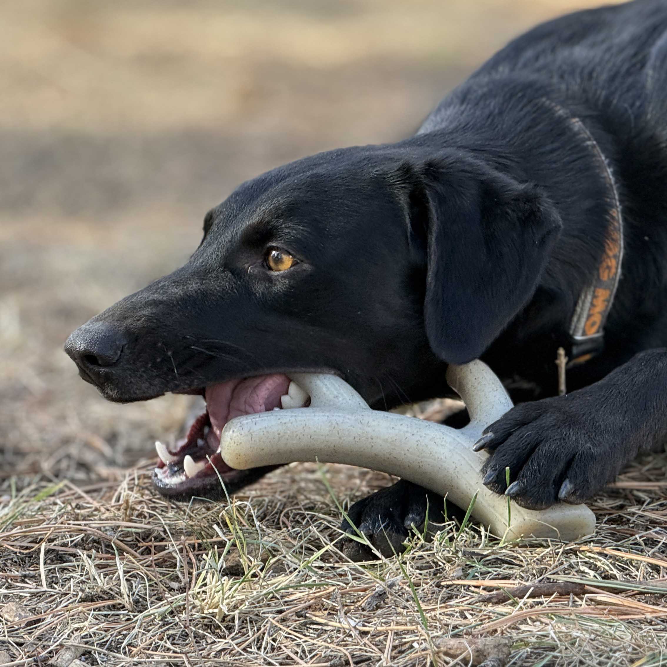 Ever Antler Nylon Chew Bone | Elk Antler Shaped Dog Toy for Aggressive Chewers | SodaPup by SodaPup/True Dogs, LLC