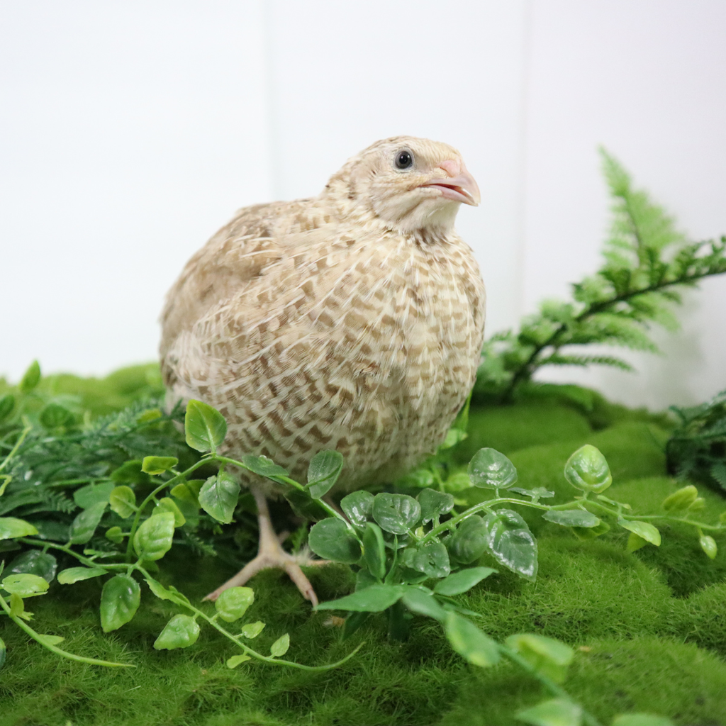 Egyptian Gold Quail Hatching Eggs by Quailz.com by Undique LLC
