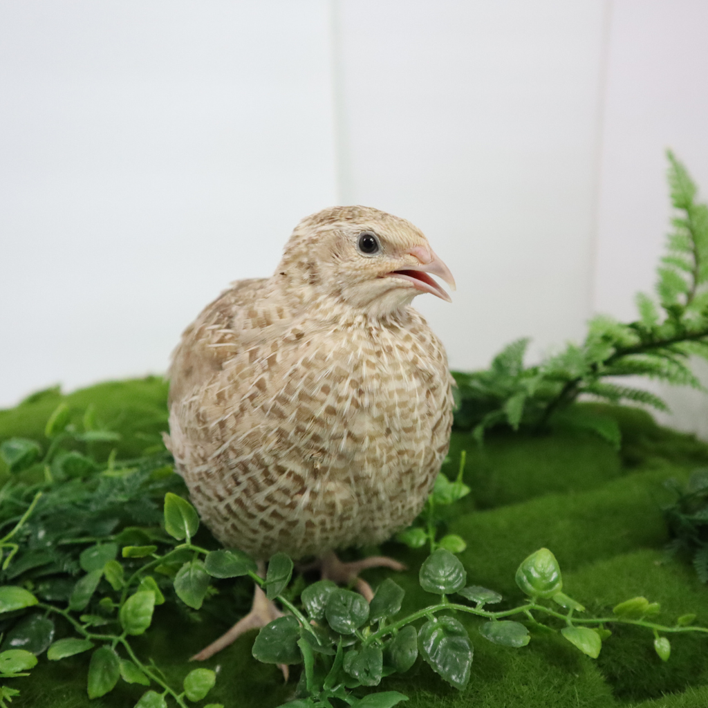 Egyptian Gold Quail Hatching Eggs by Quailz.com by Undique LLC
