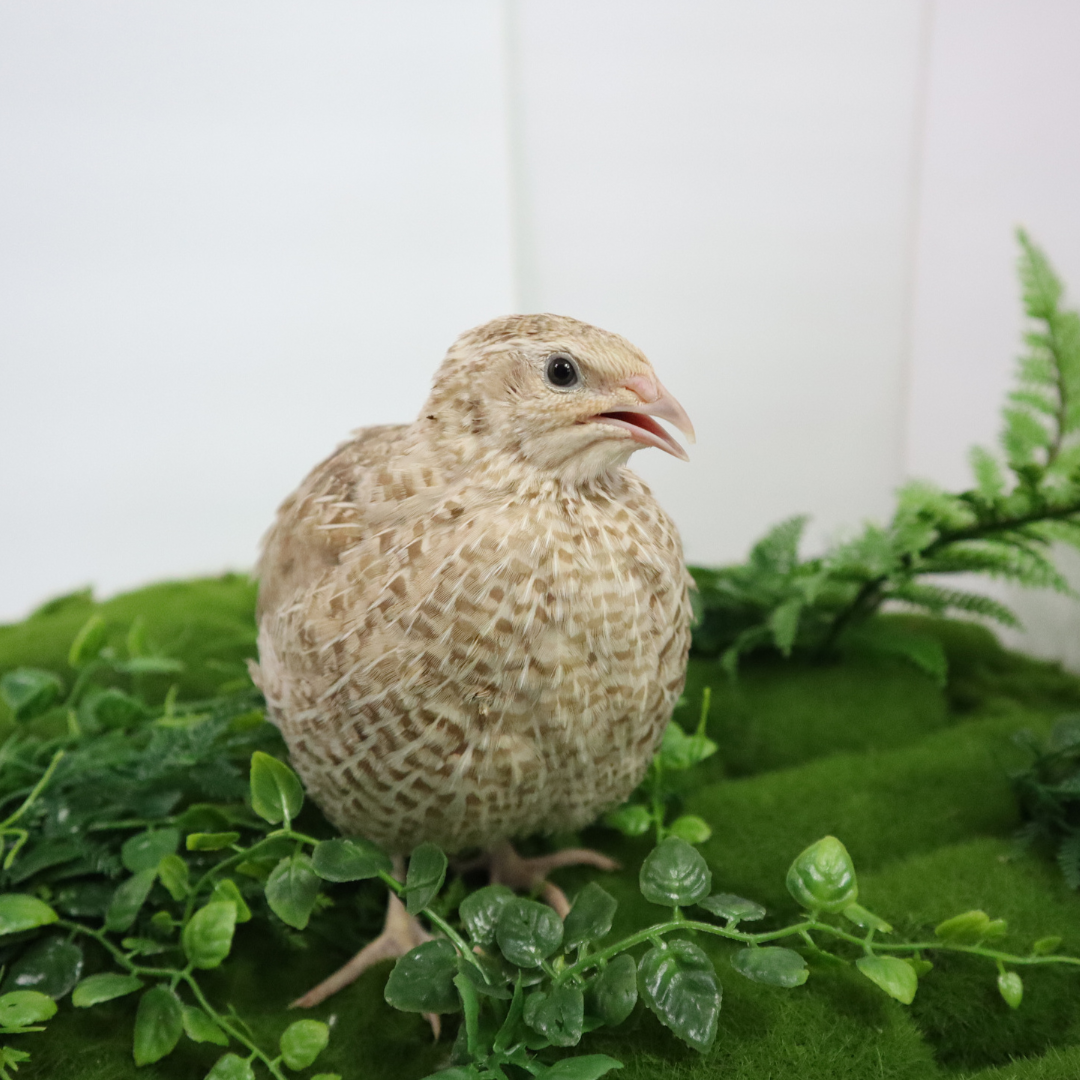 Egyptian Gold Quail Hatching Eggs by Quailz.com by Undique LLC