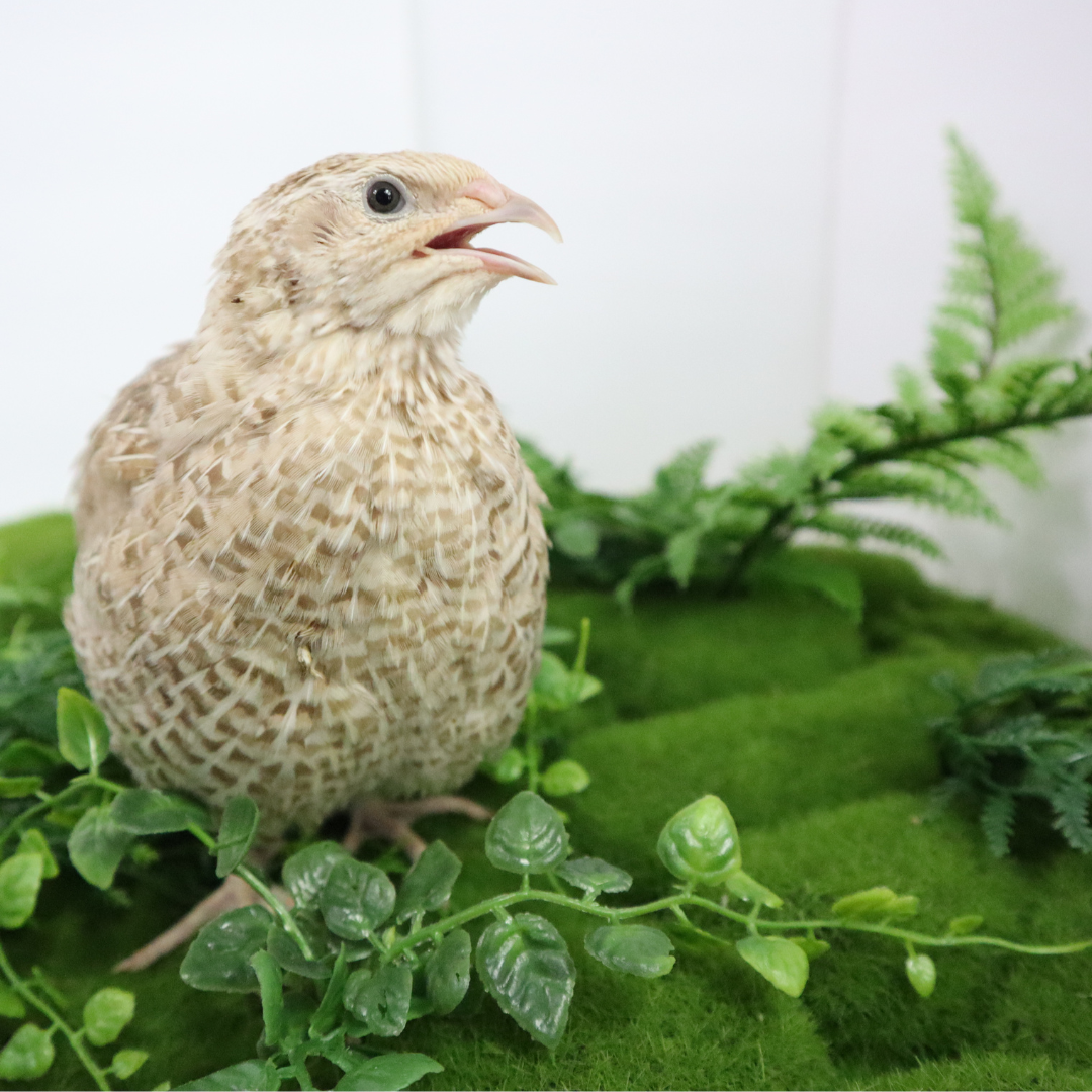 Egyptian Gold Quail Hatching Eggs by Quailz.com by Undique LLC