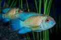 Electric Blue Acara by Danaqua Live Fish & More