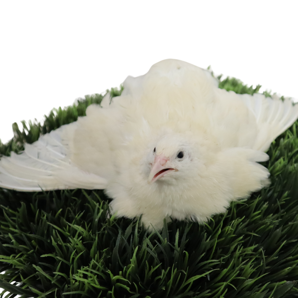 Jumbo White Coturnix Hatching Eggs - Premium Quail Eggs for Hatching - Perfect for Homesteaders, Breeders, Hobbyists - Freshly Collected for High Hatch Rates by Quailz.com by Undique LLC