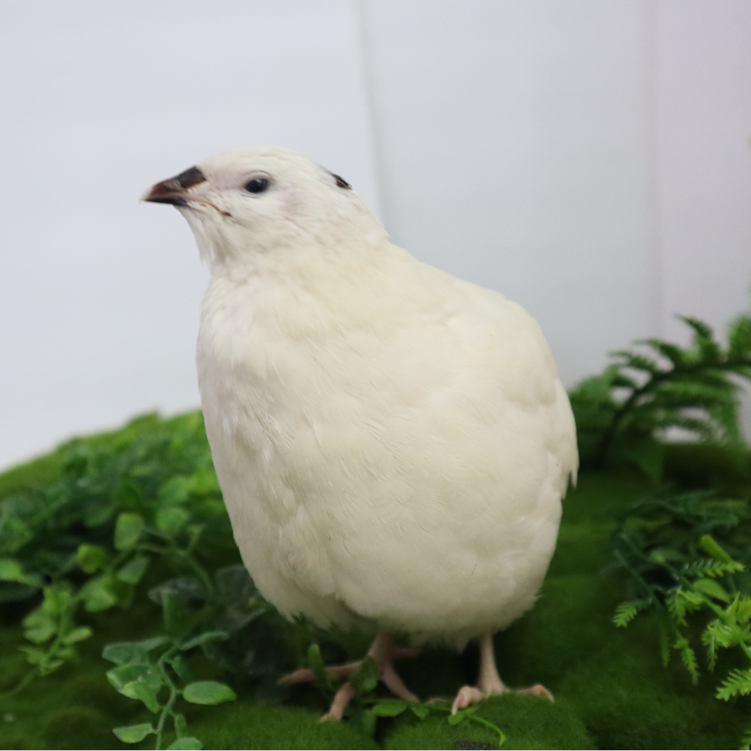 Jumbo White Coturnix Hatching Eggs - Premium Quail Eggs for Hatching - Perfect for Homesteaders, Breeders, Hobbyists - Freshly Collected for High Hatch Rates by Quailz.com by Undique LLC