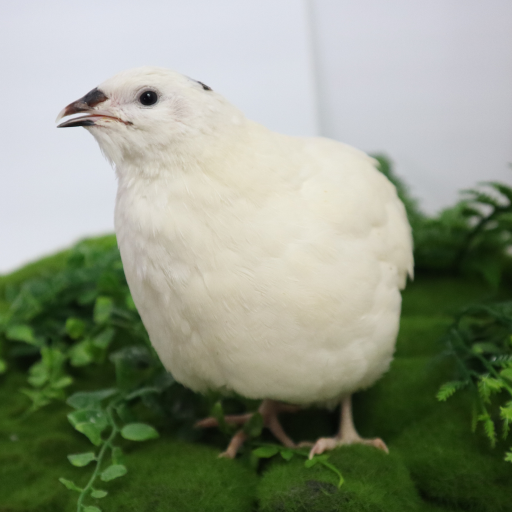 Fertile Hatching Mixed Jumbo Pharaoh Coturnix,Jumbo Italian, White,Brown Quail Hatching Eggs- Coturnix Quail Eggs for Sustainable Farming Hens Choice by Quailz.com by Undique LLC