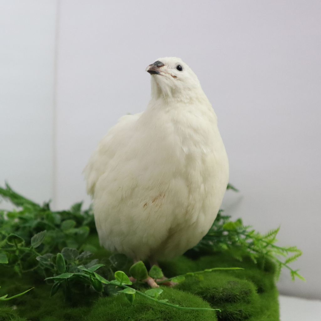 Black and White Edition Quail hatching eggs by Quailz.com by Undique LLC