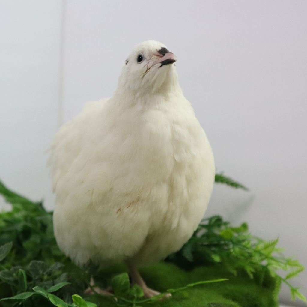 Jumbo White Coturnix Hatching Eggs - Premium Quail Eggs for Hatching - Perfect for Homesteaders, Breeders, Hobbyists - Freshly Collected for High Hatch Rates by Quailz.com by Undique LLC
